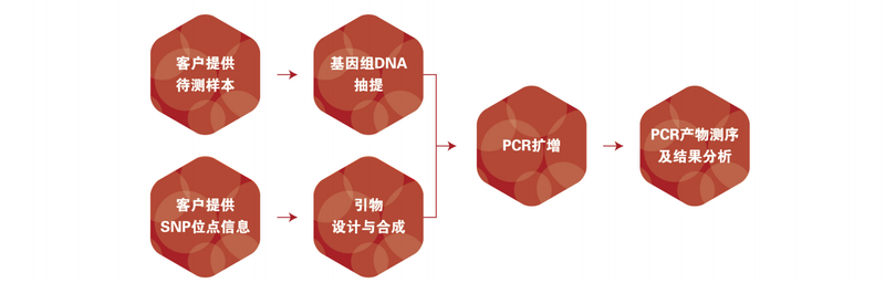 圖片7-SNP檢測.png