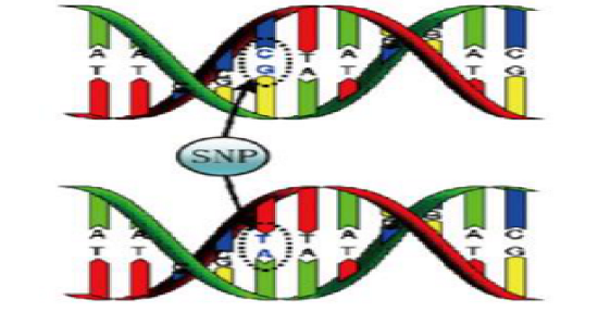 圖片6-SNP檢測.png