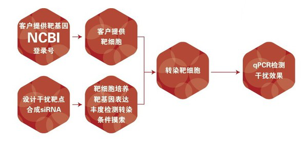 圖片19-siRNA的細胞轉染及篩選.png
